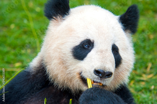 giant panda eating bamboo © wusuowei