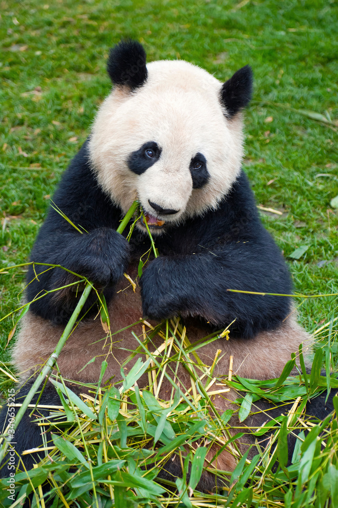 giant panda eating bamboo giant panda eating bamboo