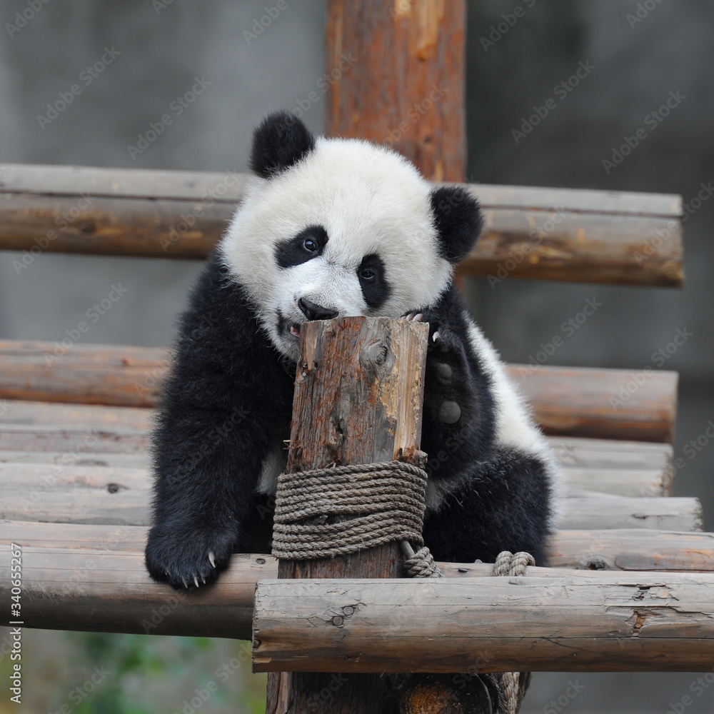 Obraz premium Playful giant panda cub