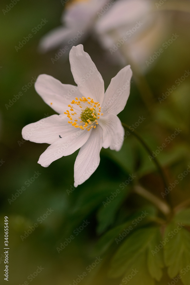White flower in the forest
