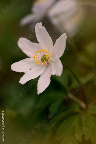 White flower in the forest