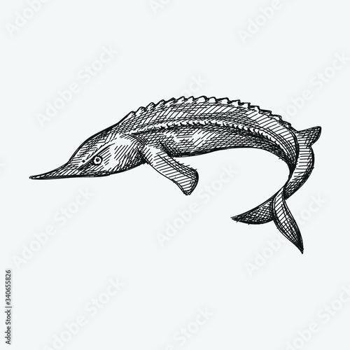 Hand-drawn sketch of ossetra fish on a white background. Ossetra caviar. Acipenser caviar
