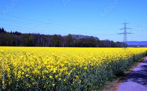 
A field with rapeseed and a high-voltage line photo