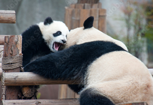 Baby panda bear and mother panda bear playing together