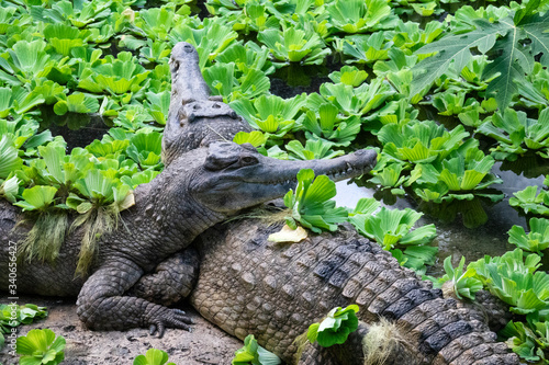 Faux-Gavial d'Afrique