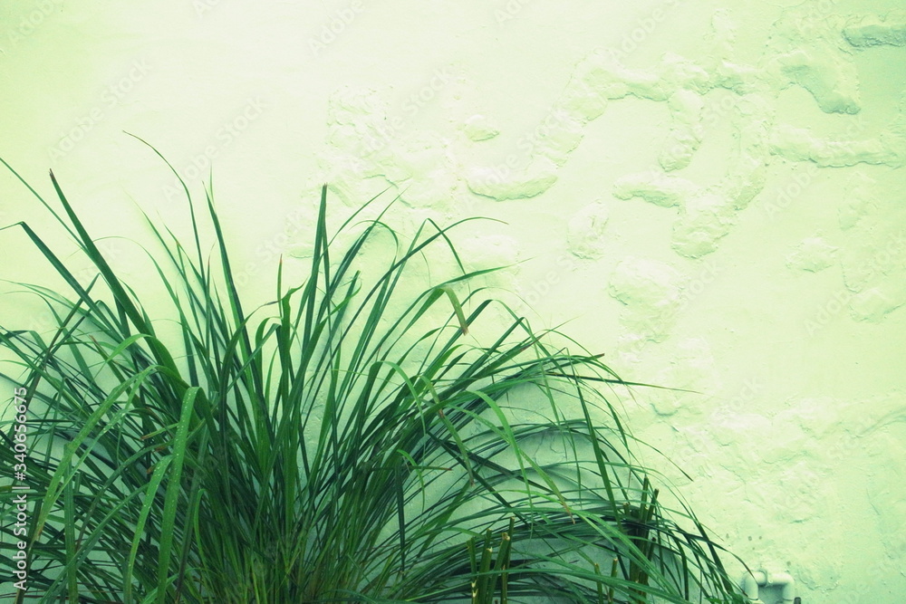 Plant in front of a patched wall. Plant in front of a patched wall.