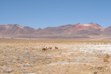 désert de Dali en Bolivie