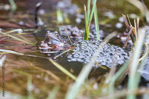 Froschlaichen im Teich