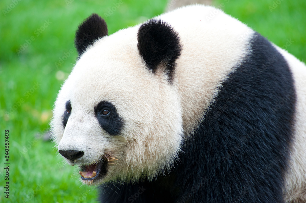 Naklejka premium Adult giant panda bear
