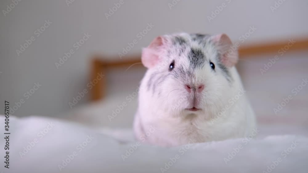 4k Grey guinea pigs at home on the white blanket moves nose and ears. 4k Grey guinea pigs at home on the white blanket moves nose and ears.