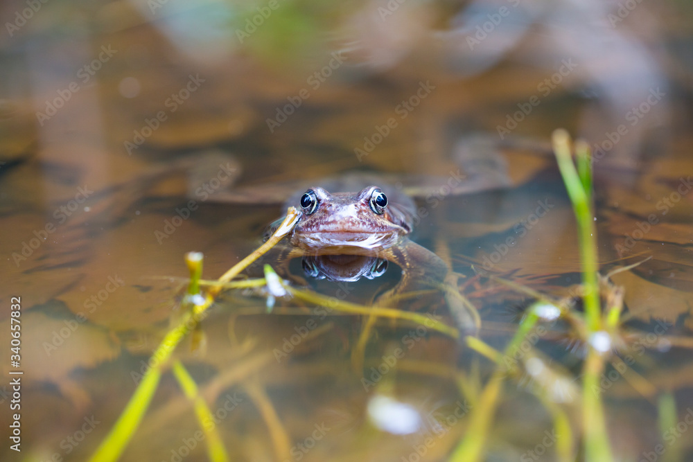 Frosch im Teich Frosch im Teich