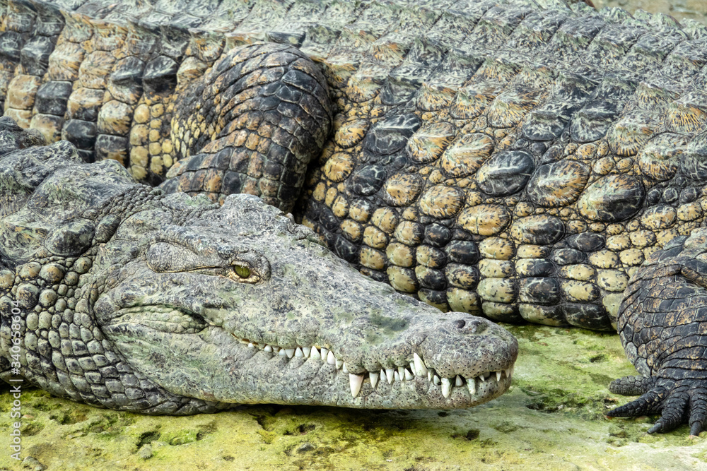 Obraz premium Tête et écailles de Crocodiles du Nil