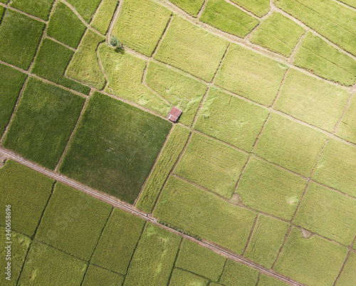 Arial view of old galvanized cottage in rice fields growing. concept agriculture