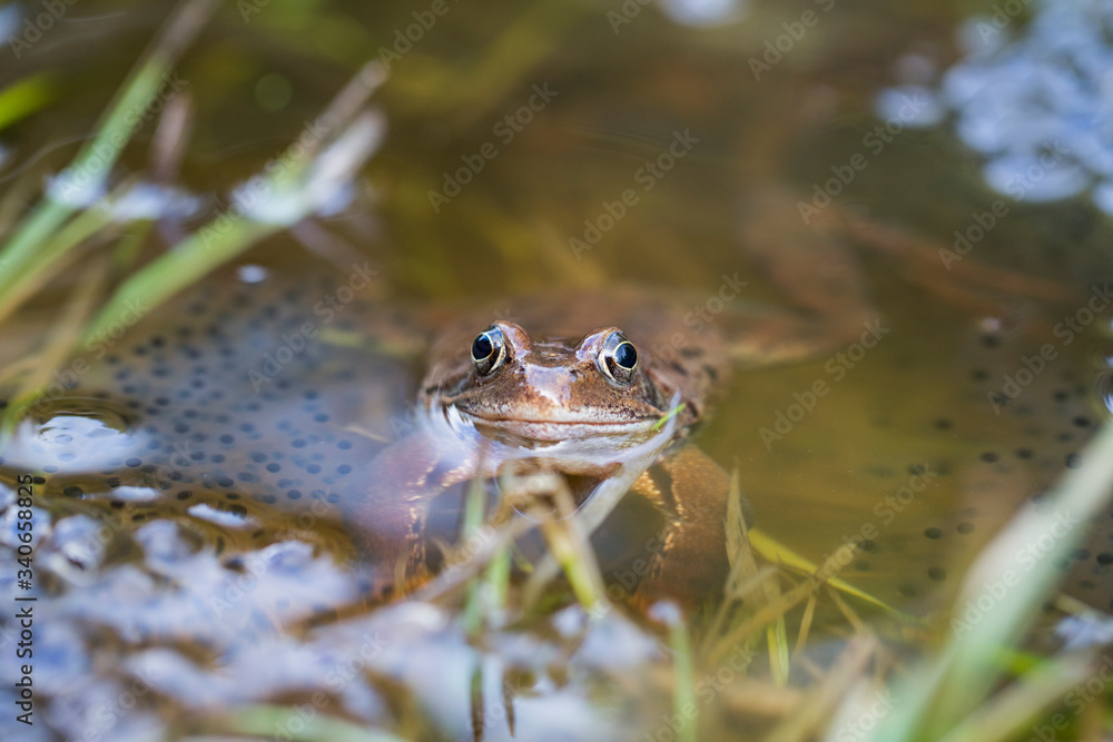 Frösche im Teich Stock Photo Adobe Stock