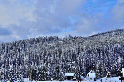 Hillside with Pine Forest and Wood Cottage covered with Snow during Wintertime in Transylvania.