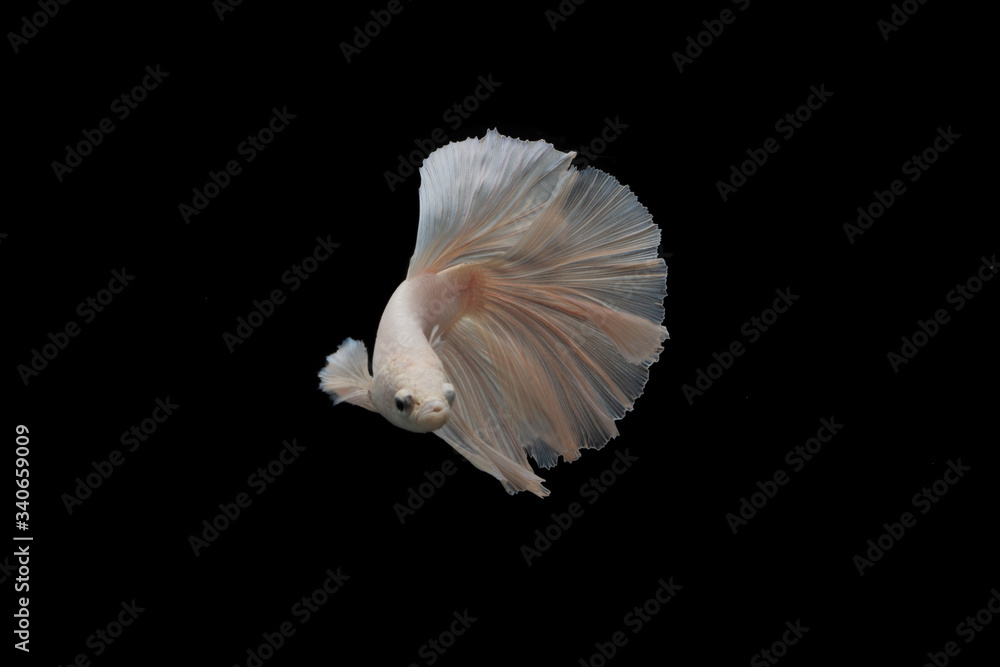 thai better fighting fish look very colourful thai better fighting fish look very colourful