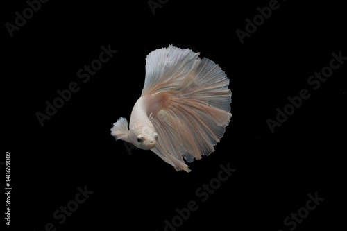 thai better fighting fish look very colourful  © akegooseberry