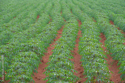 row of cassava in field