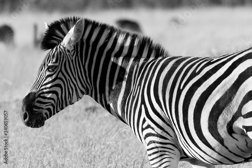 Wild Zebra black and white