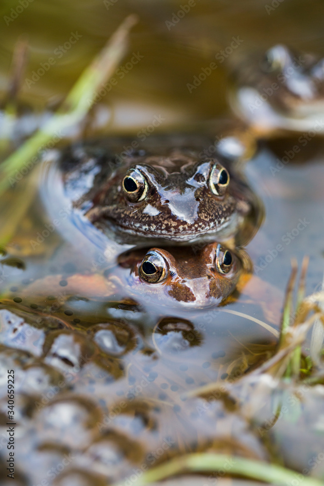 Fototapeta premium Frosch Paarung
