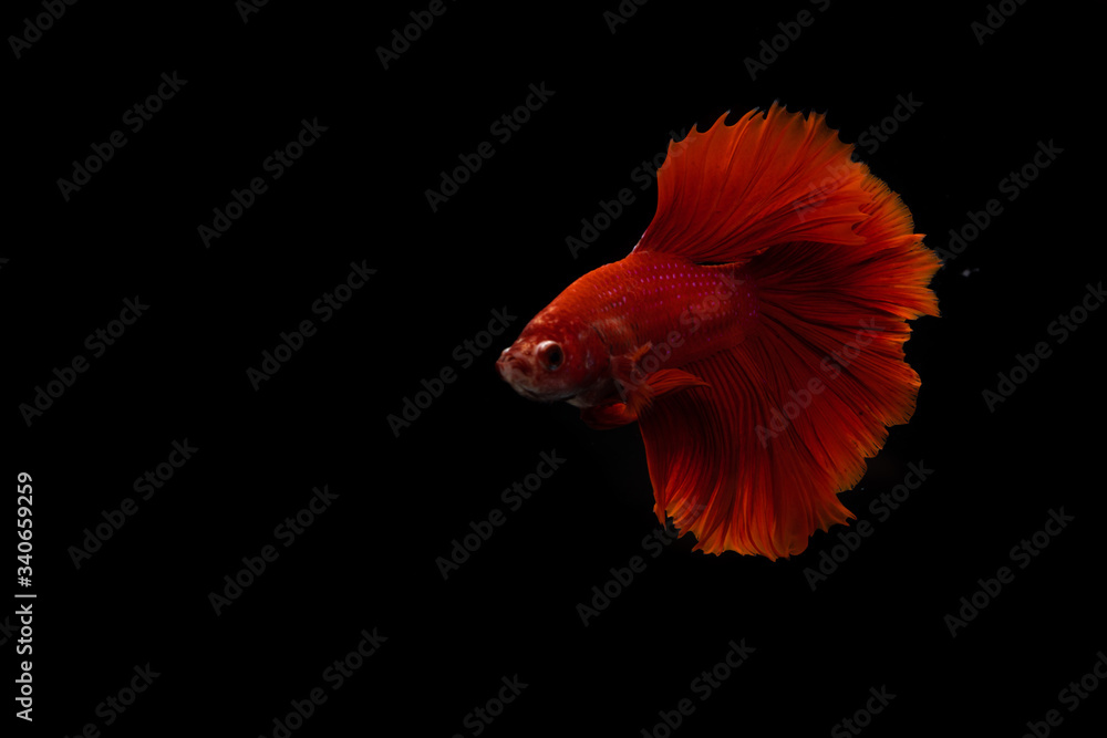 thai better fighting fish look very colourful thai better fighting fish look very colourful