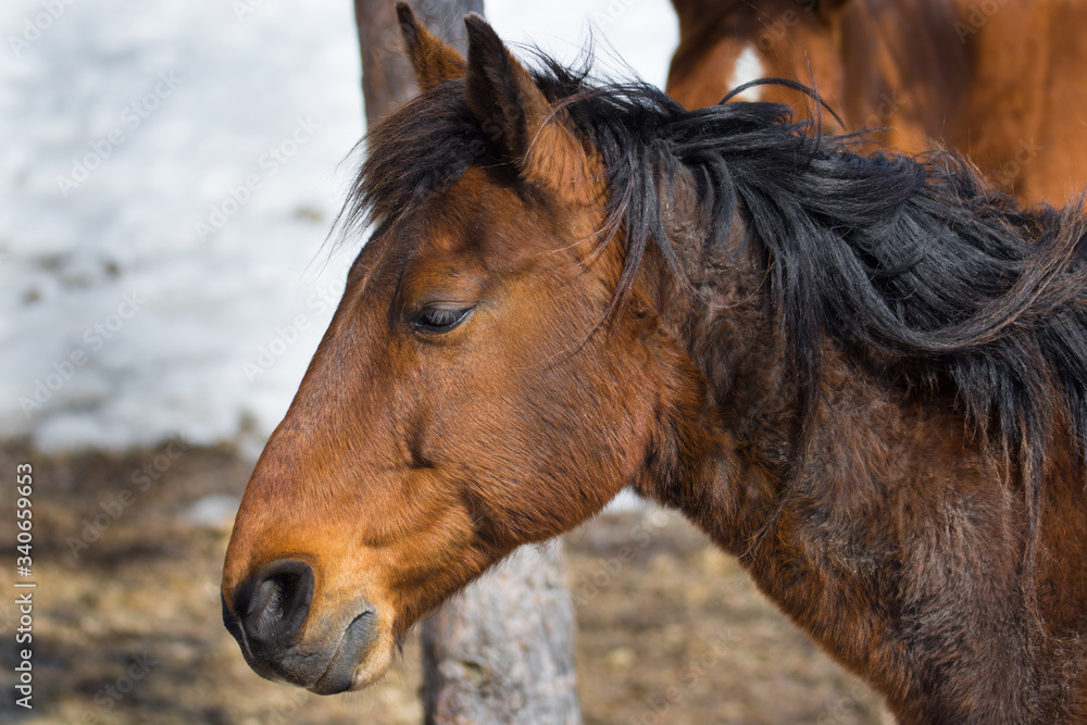 Pretty horse in a Quebec field in the Canadian winter Pretty horse in a Quebec field in the Canadian winter
