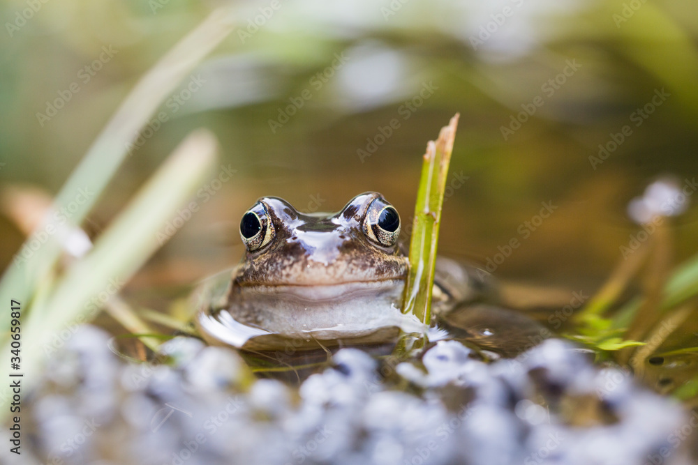Obraz premium Froschlaichen im Teich