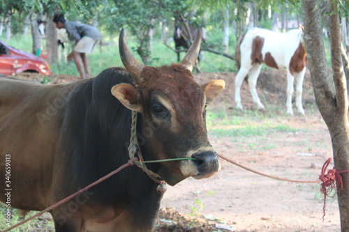 cows in the farm