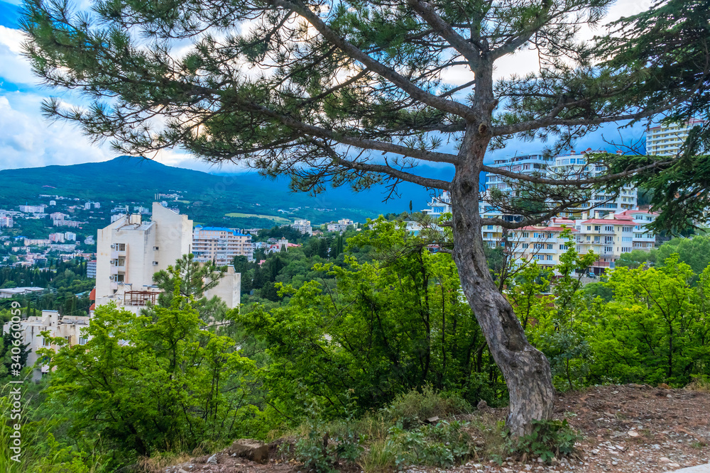 Pine on a hill above Yalta in Crimea