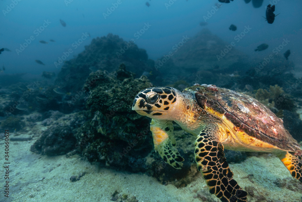 Turtle 5 Turtle 5