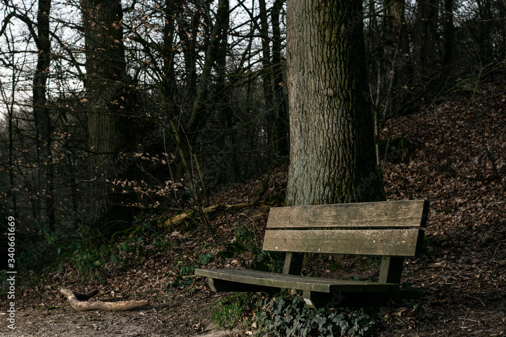 A Bench in dutch forest