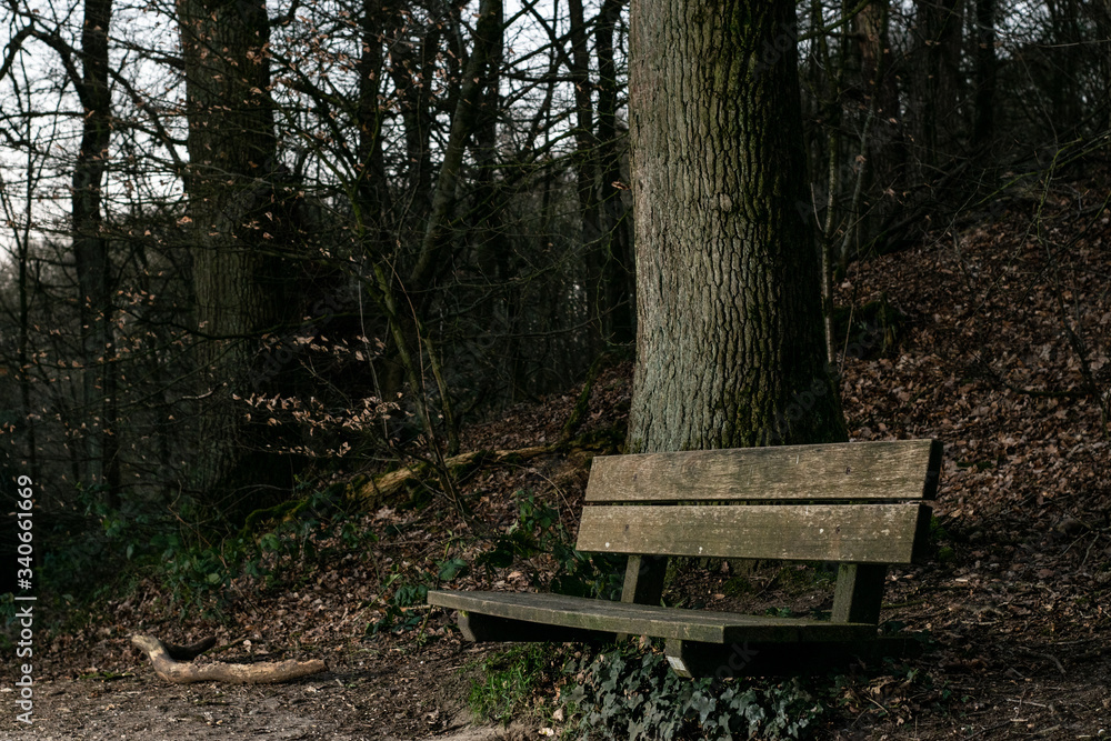 A Bench in dutch forest A Bench in dutch forest