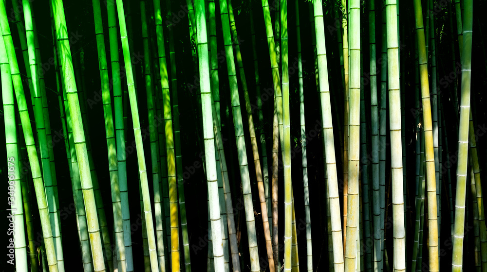Bamboo forest in Japan, ever green and beautiful. Did you know? It is the best place to escape in case of an earthquake.
Bamboo forest in Japan, ever green and beautiful. Did you know? It is the best place to escape in case of an earthquake.