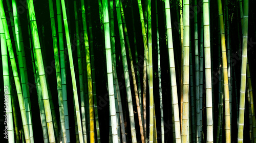 Bamboo forest in Japan, ever green and beautiful. Did you know? It is the best place to escape in case of an earthquake. 