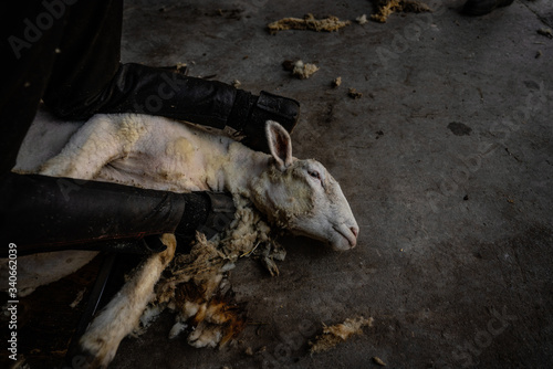 a sheep in a dark stable during sheep shearing © Goldziitfotografie