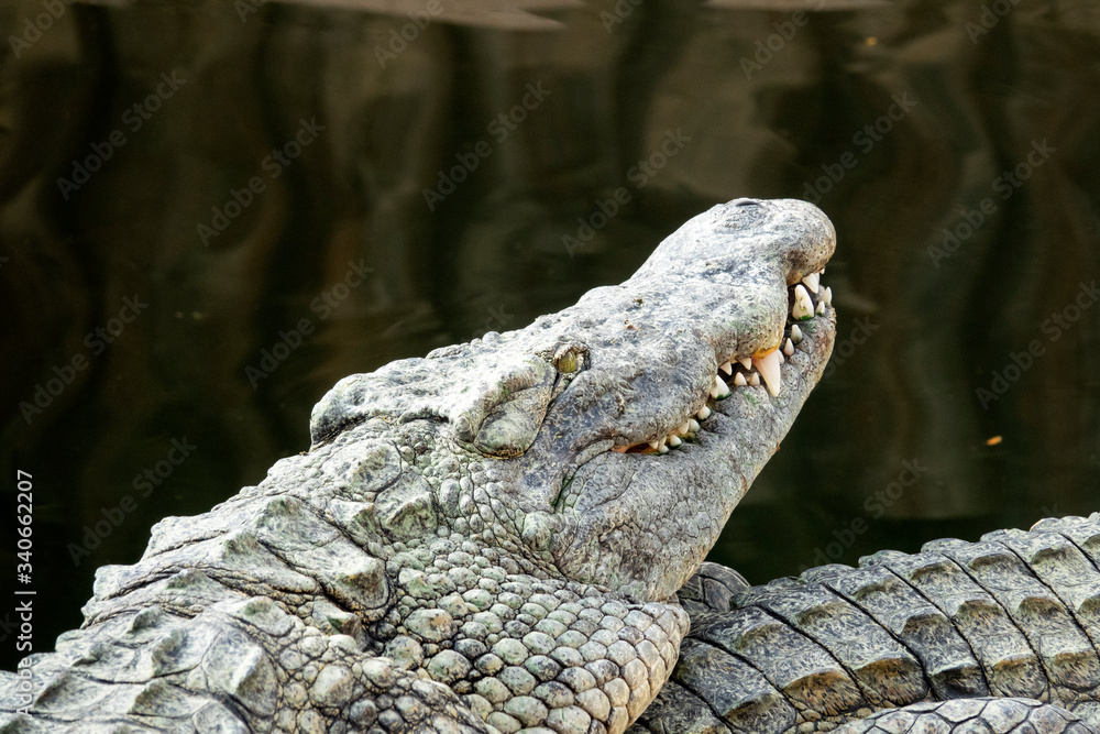 Obraz premium Crocodile du Nil