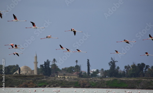 Flamingos fly over salt lake in Larnaca, Cyprus, in background historical mosque