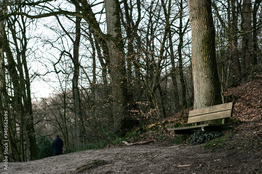 A Bench in dutch forest A Bench in dutch forest
