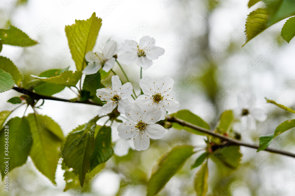 Springtime, cherry tree blossom