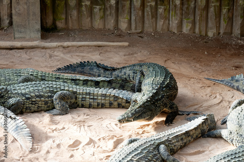 Groupe de Crocodiles du Nil