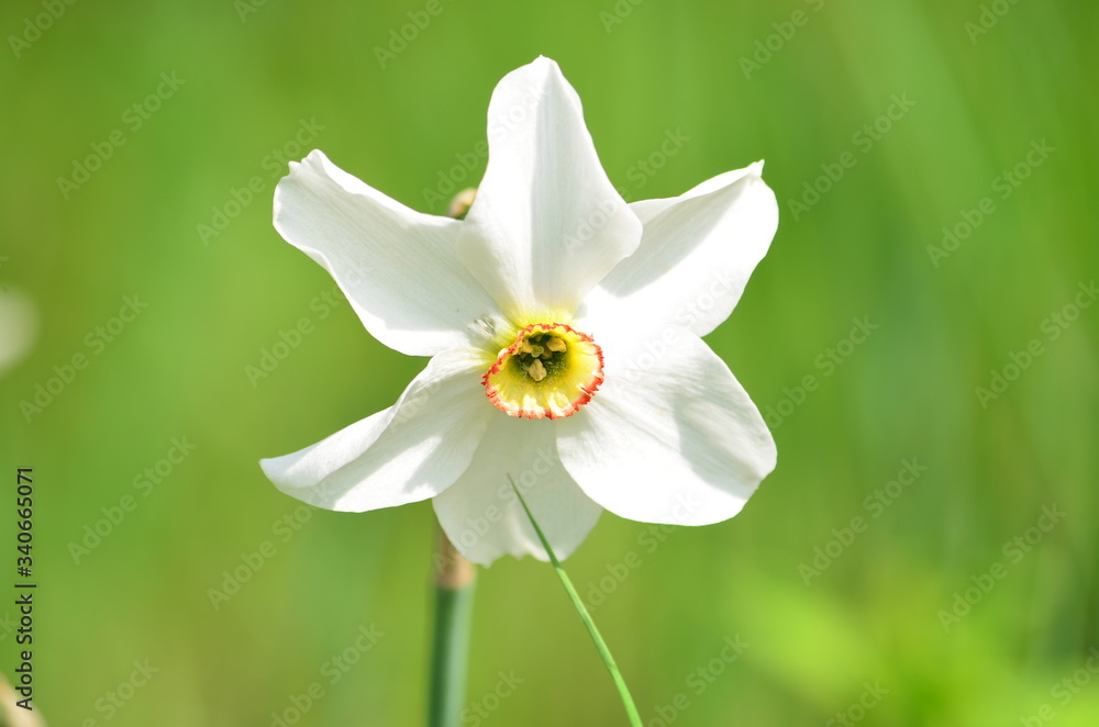 Abstract background of flowers. Close-up. Abstract background of flowers. Close-up.
