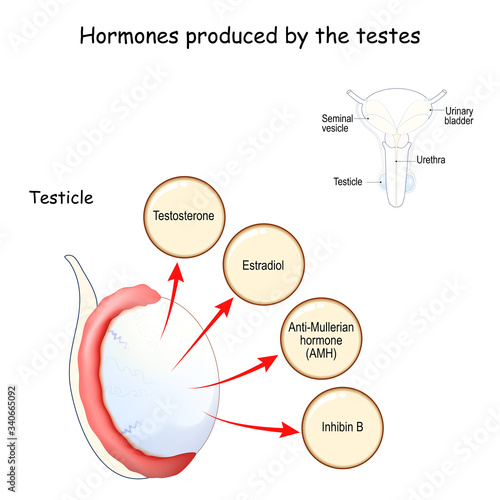 Hormones produced by the testes (testicle). Human endocrine system.