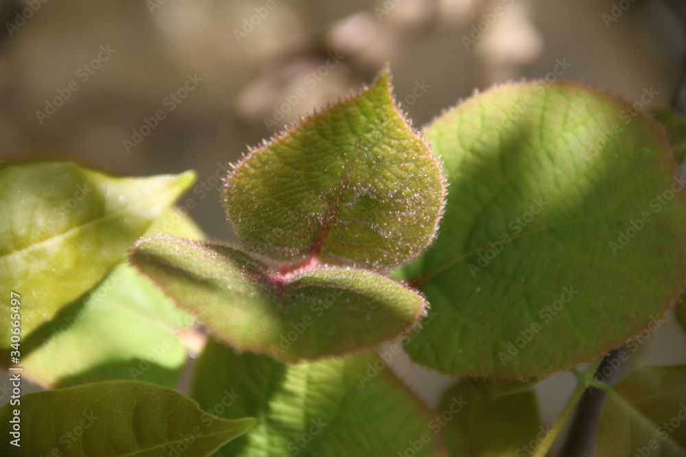 Kiwifruit bud branch and leaves during springtime