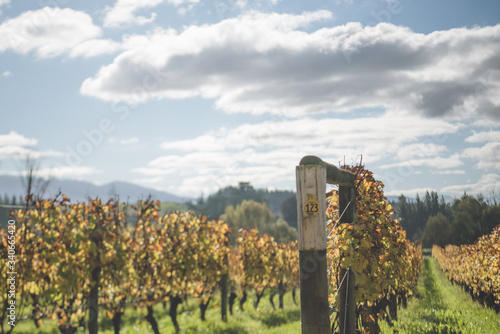 new zealand, south island, tasman, nelson, motueka, vineyard, winery, grape, autumn leaves, photo