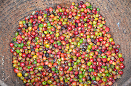 Świerze ziarna kawy na plantacji w Indonezji