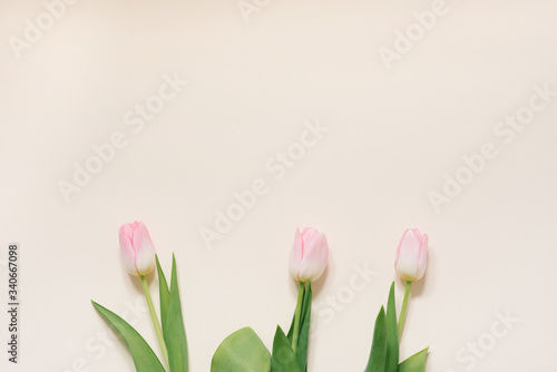 Fototapeta Naklejka Na Ścianę i Meble -  The concept of a spring morning. Pink tulips on a white background, top view with space for your text. Holiday card for mother's day, Valentine's day, March 8