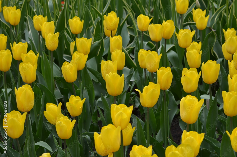 Abstract background of flowers. Close-up. Abstract background of flowers. Close-up.