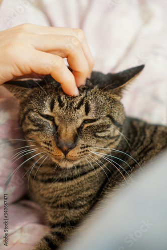 Fototapeta Naklejka Na Ścianę i Meble -  頭を撫でられる猫