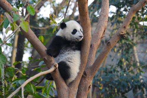 Fototapeta Naklejka Na Ścianę i Meble -  Cute giant panda bear climbing in tree