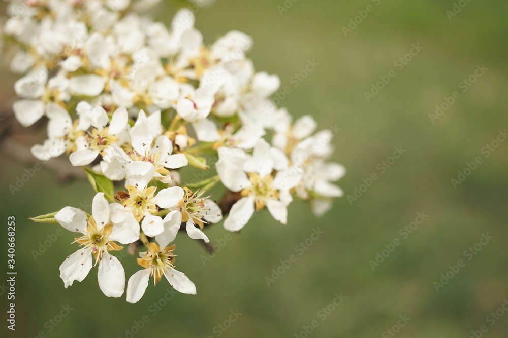 Blooming pear tree closeup branch with many white flowers